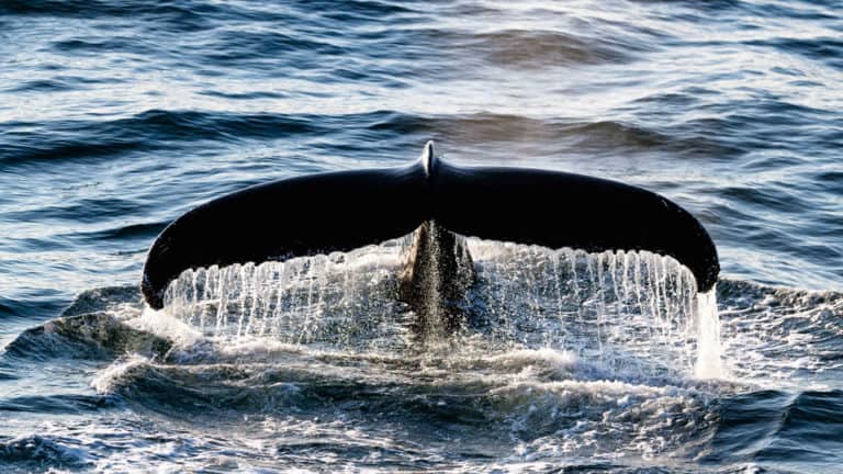 A humpback whale tale lifts out of the blue ocean water, seen during The Northwest Passage Canadian High Arctic voyage.
