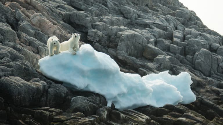 2 polar bears stand on a small, snowy berg surrounded by gray boulders, seen during The Northwest Passage Canadian High Arctic voyage.