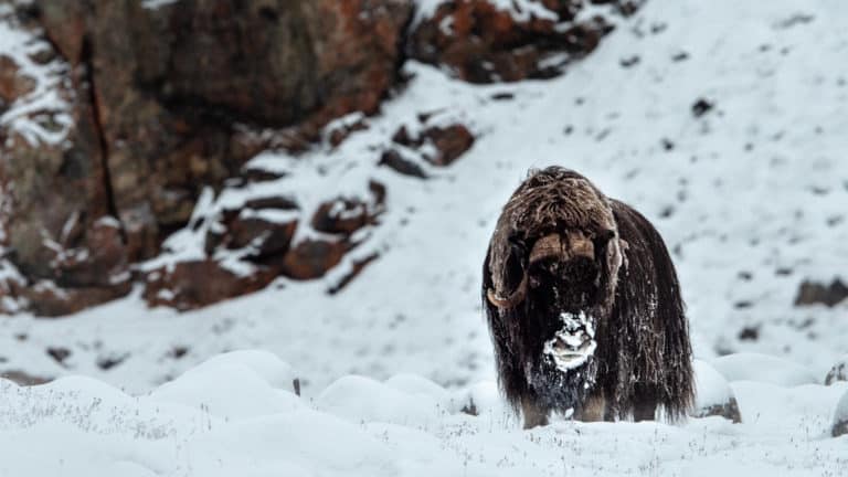 A muskox standing in the snow beside dark cliffs above, seen during The Northwest Passage Canadian High Arctic voyage.