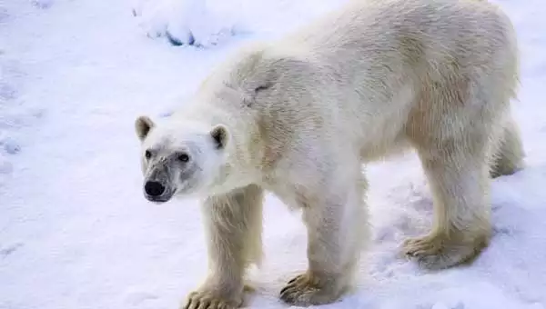 An Arctic polar bear standing on white ice looking up toward the camera.