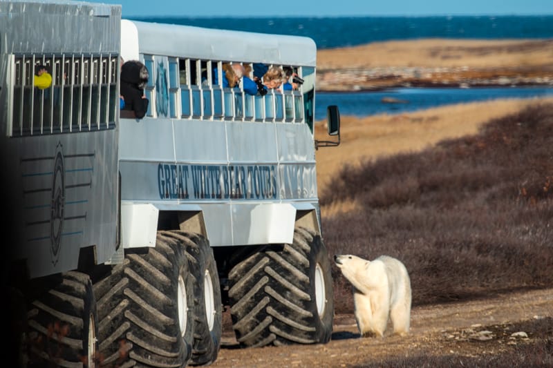 A group of travelers lean their heads out the windows of  Polar Rover a bus like off road vehicle with giant tires, as they try to take photographs of a polar bear walking right by the tires of the vehicle on a Classic polar bear adventure tour