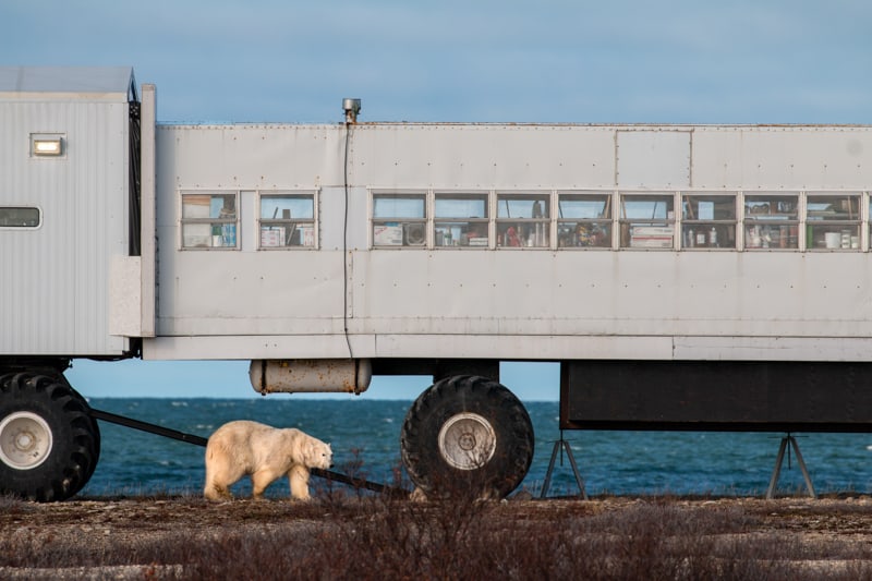 A large polar bear walks along the shore line in front of the 4 feet tall tires of a polar rover off-road bus, the horizon of the blue ocean is behind the vehicle and the bear in the Canadian Arctic on the classic polar bear adventure tour 