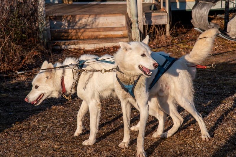 two white Siberian husky dogs are harnessed and ready to mush as part of a dog sledding activity on the classic polar bear adventure tour, they look excited and ready to run 
