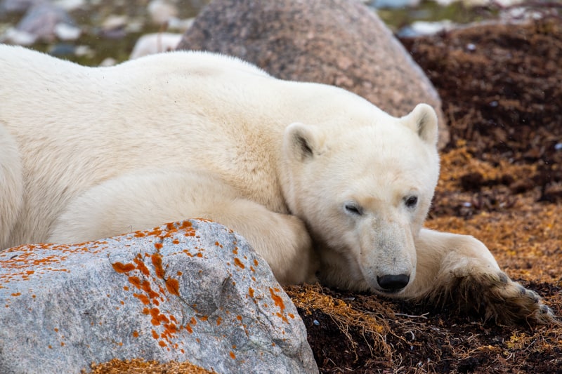 Taken on the Classic Polar Bear Adventure land tour, a large white polar bear with dark black button eyes and nose is photographed laying among rocks in the Canadian arctic, orange moss is dotted along the rocks, the ground is covered with orange yellow shrubs and deep brown dirt. 