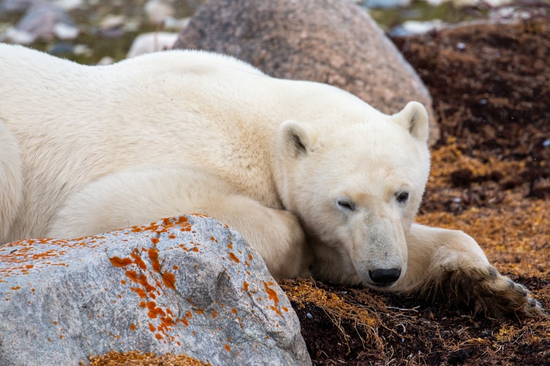 Polar Bears  Adventure Canada