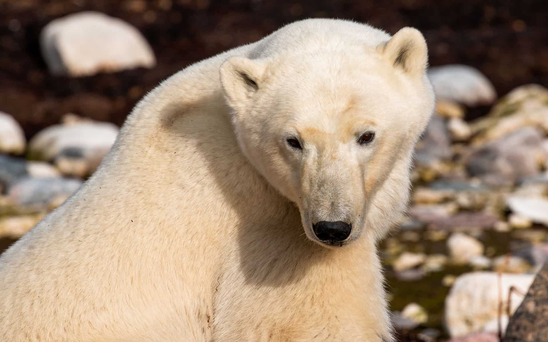 gasformig mod lure Classic Polar Bear Adventure Review - AdventureSmith Explorations