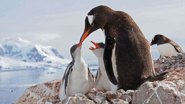 In Antarctica, a black and white penguin with orange beach touches the beaks of it's two chicks as if to kiss or feed them.