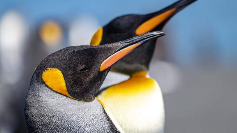 Portraits of king penguin face. A black head, chin, and throat, with vivid orange, tear-shaped patches on each side of the head.