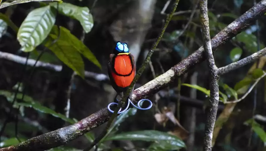 A red and blue Indonesia bird-of-paradise sits on a branch among green leaves.