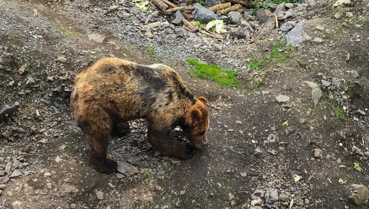 Second summer cub with cinnamon-&-black fur eats from the ground at Fortress of the Bear on the Remote Alaska Adventure small ship cruise.