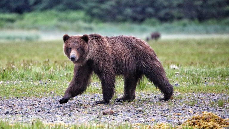 A portrait of a solo brown bear walking along the shore line of Alaska's inside passage.