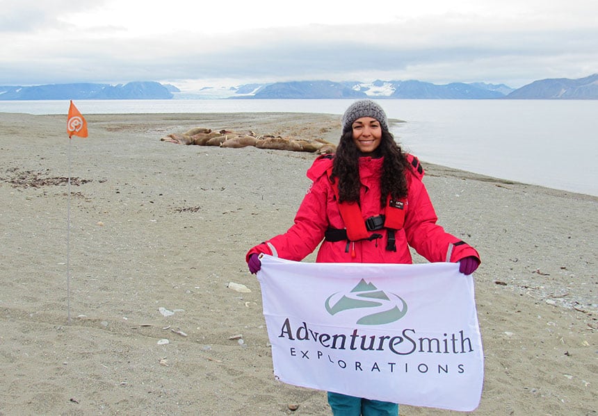 A female traveler wearing a red parka holding a white adventure smith flag stands on an Arctic beach in front of a haul of walrus.