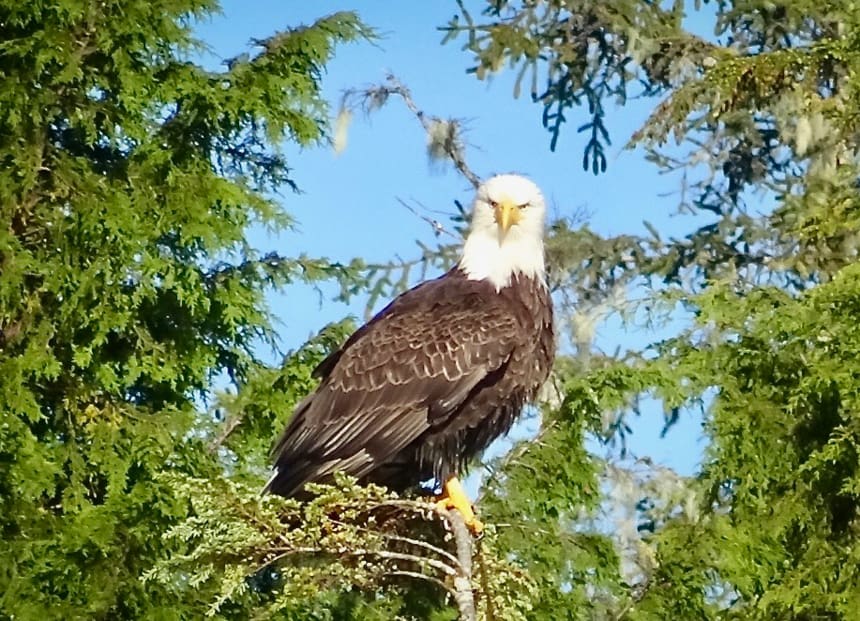 Seen from the Westward, a small cruise ship in Alaska, a Bald Eagle, brown feathered body, white head and yellow beak, stares straight at the camera as it sits in a green tree. 
