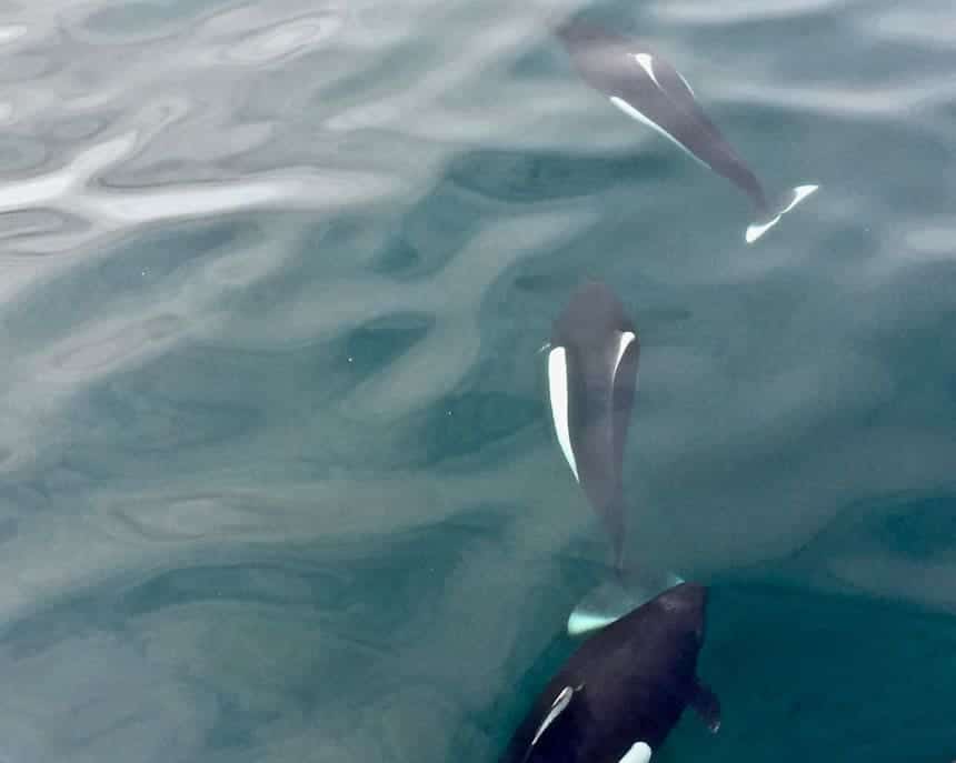 Dall’s Porpoises swimming alongside the bow of bow of the small ship the Westward in Alaska's Inside Passage. They are black and white but much smaller than a killer whale. 