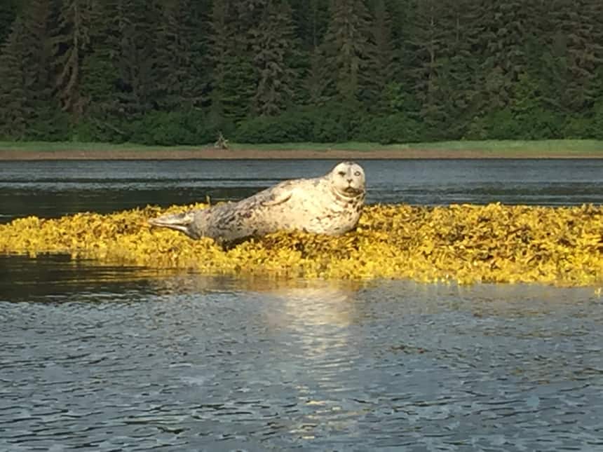 Seen from a kayaking excursion a harbor seal lays on top of a yellow algae-covered outcropping near the Westward Alaska small ship. behind it is the green grass of the shore with pine tree forest. 