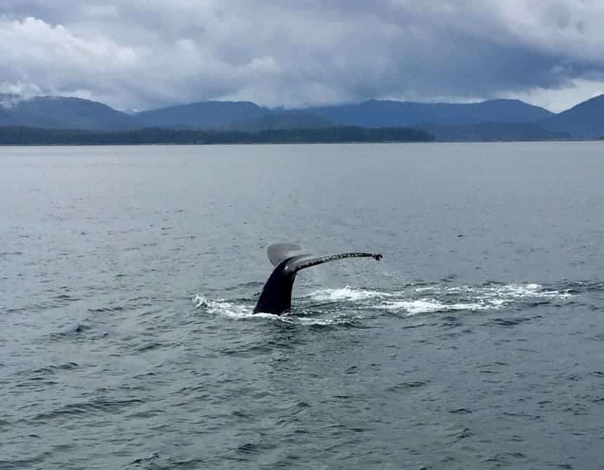 The take of a humpback whale as it dives down into the water of Alaska's Inside passage, seen from the Westward small ship. A mountain rage is in the background it is a darker cloudy day. 