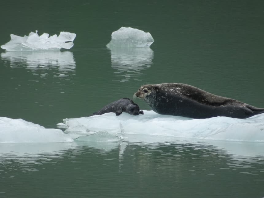 A mama and her baby seal lay on top of a crystal white iceberg that is floating in the dark green waters of Alaska on a small ship cruise aboard the Westward.