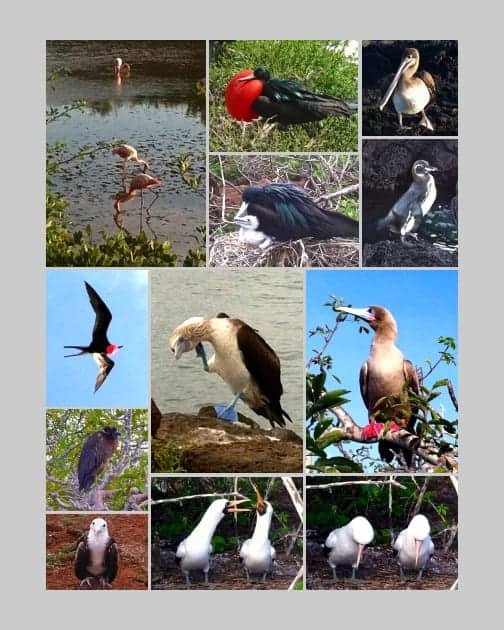 Collage of birds seen from small ship cruise in the Galapagos including flamingoes, frigate, blue footed booby, cormorant, and others. 