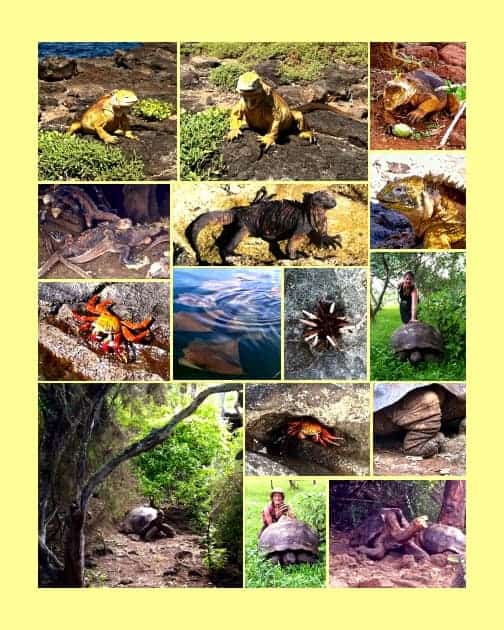 Collage of land animals seen on tour from a small ship cruise in the Galapagos including iguanas, tortoises and crabs.