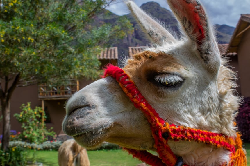 A portrait of a Llama face, it white fur and long ears and eye lashes, a woven red and orange rope hangs around its nose. Seen in the Sacred Valley of Peru on a Machu Picchu land tour.