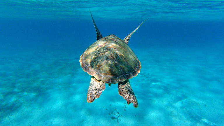 View from swimming behind a sea turtle underwater among turquoise ocean, seen during the Pearls of the Caribbean luxury cruise.