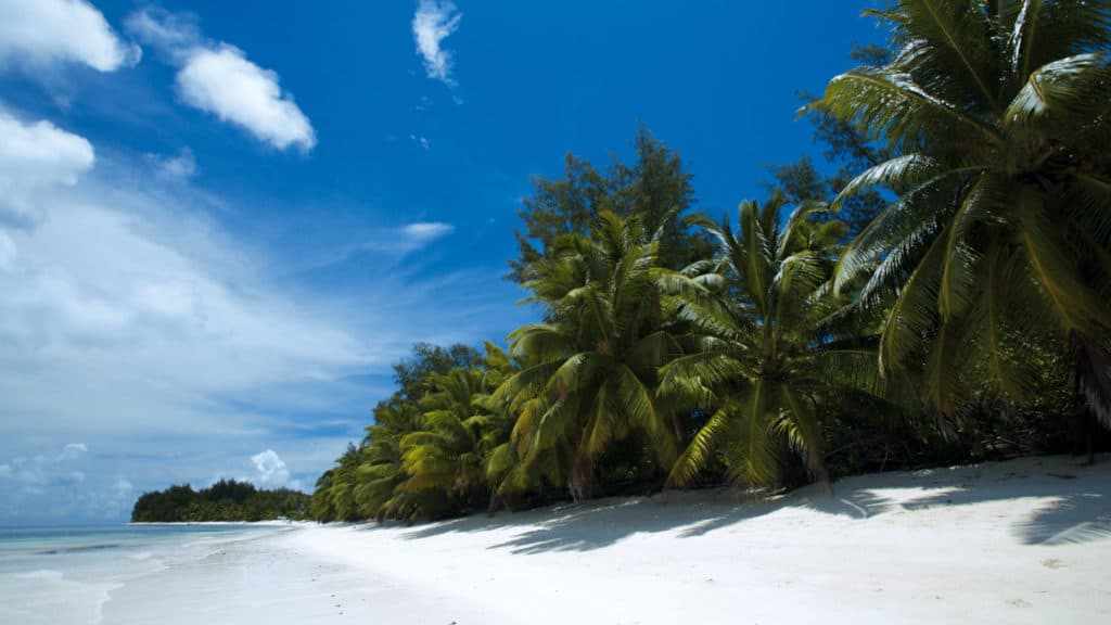 Long white-sand beach lined by swaying palm trees & blue sky during the Pearls of the Caribbean luxury cruise.