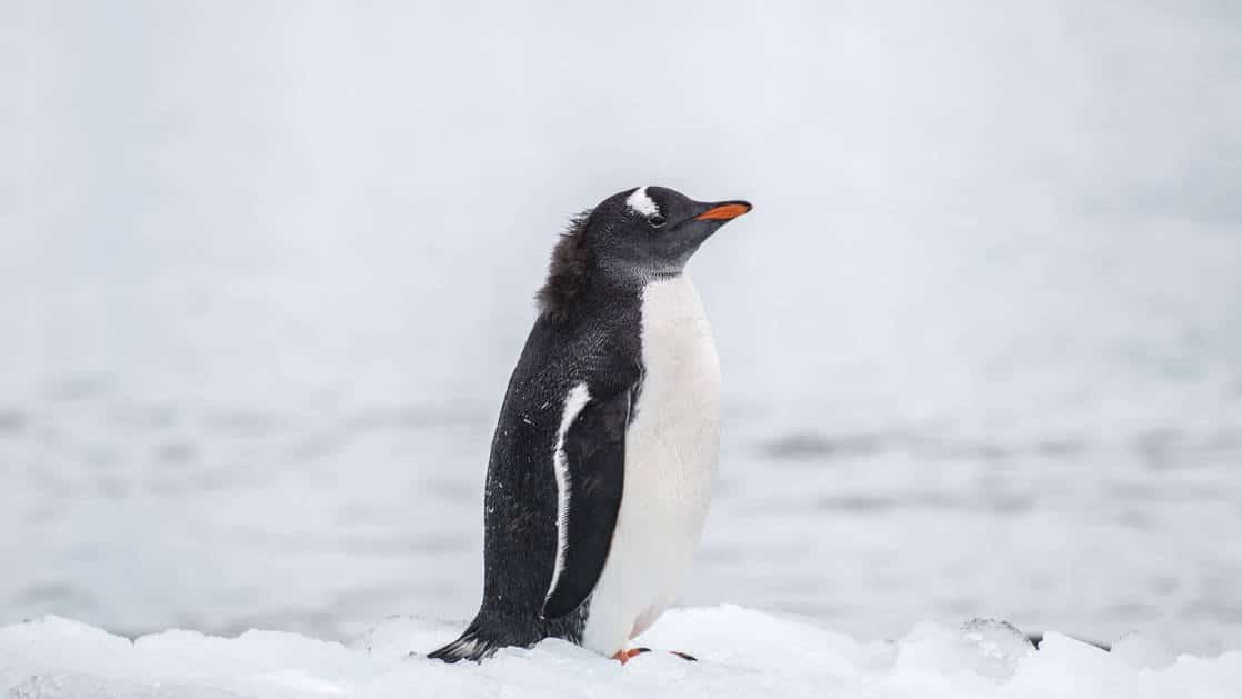 Active & Wild Antarctica Fly Cruise | Dive, Snorkel, Kayak ...