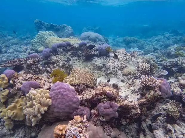 Coral in the Great Barrier Reef