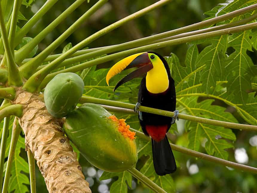A black toucan with a yellow face and beak sits in a fruit tree eating fruit, seen from Lapa Rios Eco Lodge in Costa Rica