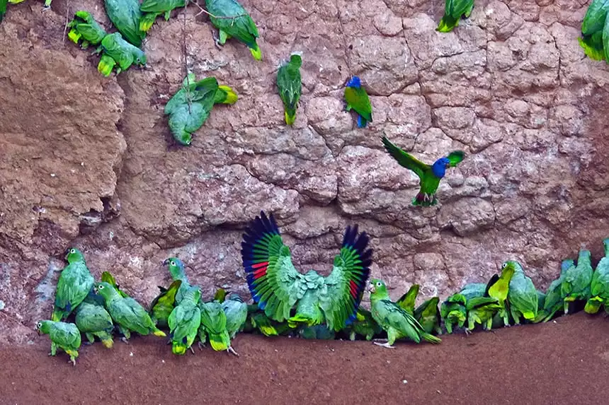 a group of teal yellow and green parrots gather at a clay lick wall in Ecuador, seen at the Napo Wildlife Center