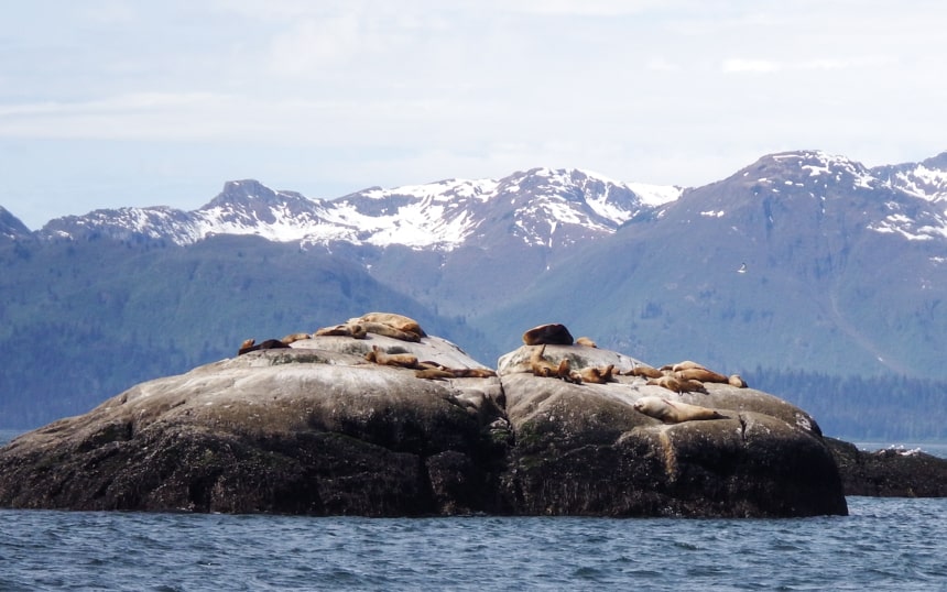 Sea lions bask on a group of rocks that jet from the sea of Alaska behind them a snow capped mountain range, seen on an Alaska small ship cruise.