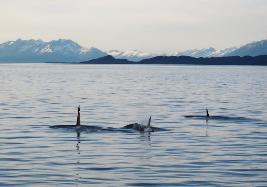 Seen from a small ship in Alaska, three orca break the surface of the water, their tall fins stick up from the water as the sun sets in front of them.