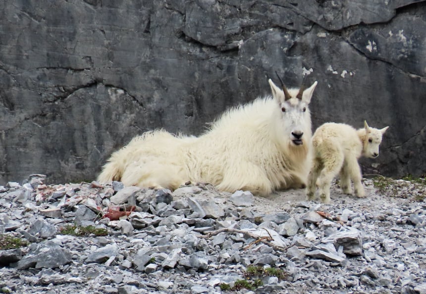 A fuzzy white mother and baby Dall Sheep lay on a grey rocky cliff side in a mountain ranges of Alaska