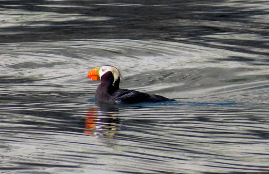 a puffin with bright orange and yellow beak floats in the water of Alaska seen on the Misty Fjord islands whales and glaciers cruise.