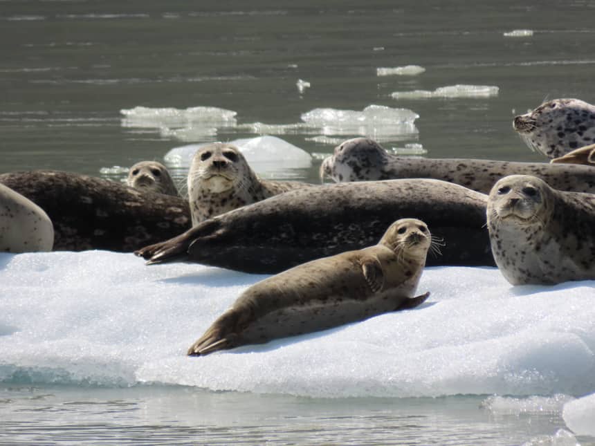 a group of grey spotted seals bask on a white iceberg and were seen on slands whales and glacier small ship cruise