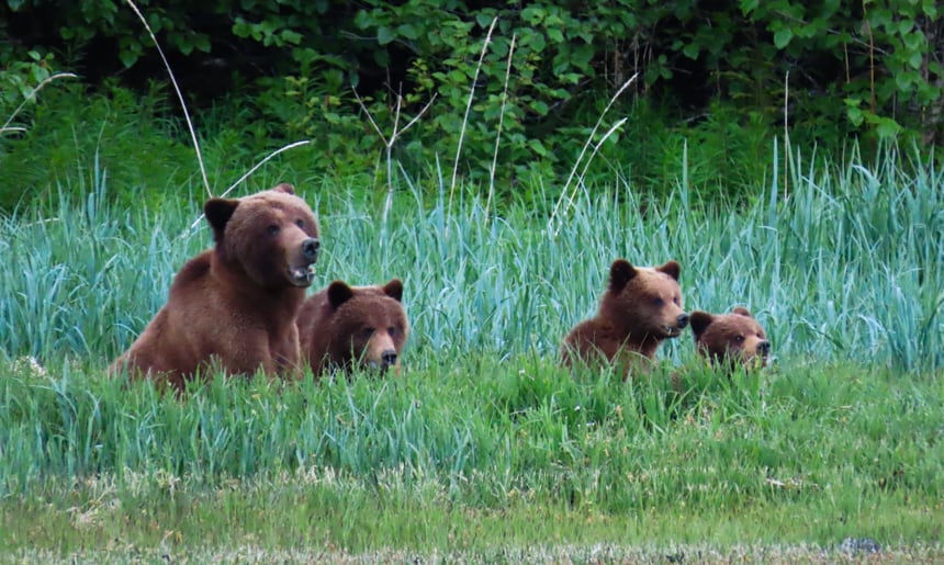 A family of brown bear a bother and her three cubs, sit on an Alaska shoreline of lush green grass, seen from an Alaska Small ship cruise.