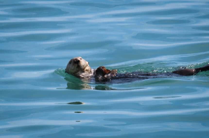 a sea otter floats on its back in teal sea water on an Alaska small ship cruise.