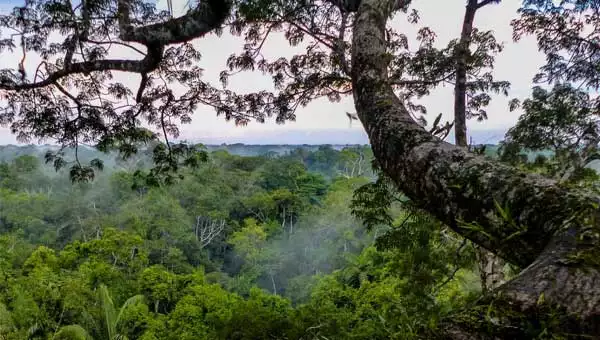 View of the treetop canopy in the Peruvian Amazon