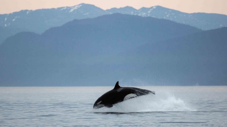 Orca whale leaps above the water at sunset with blue-tinted mountains behind, seen on the Prince William Sound Explorer cruise.