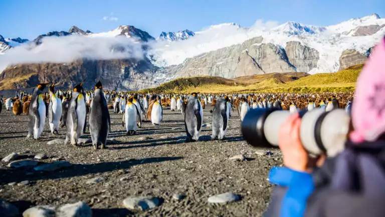 A person points a camera at a group of king penguins on the beach with snowcapped mountains in the background on a sunny day.