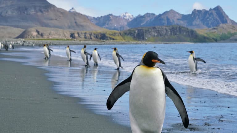 King penguins walk the beach at Salisbury Plain during the South Georgia Antarctic Odyssey Cruise.