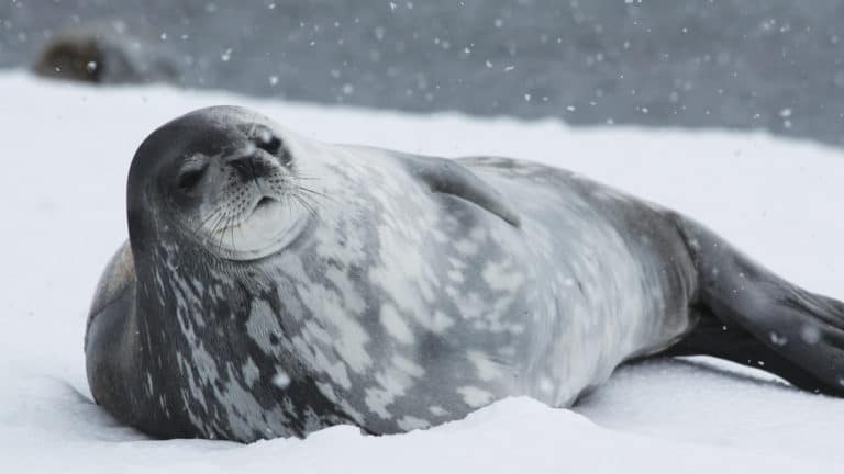 A gray-and-white-speckled weddell seal lays on the snow during the South Georgia Antarctic Odyssey Cruise.