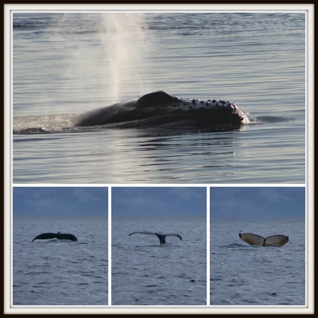 Humpback whale head swimming on top of the water, 3 views of a fluke of a humpback whale.