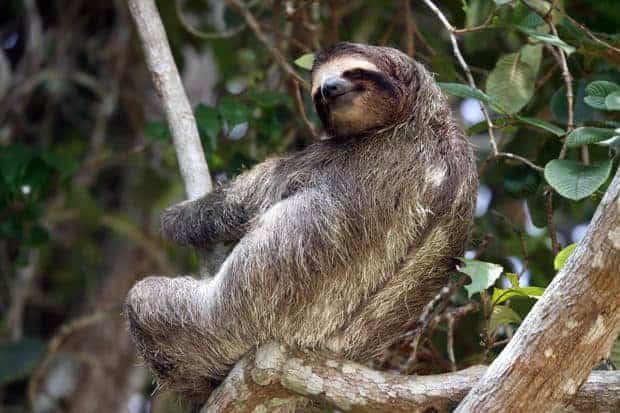 A 3 toed sloth sitting on a tree branch in the Costa Rica jungle