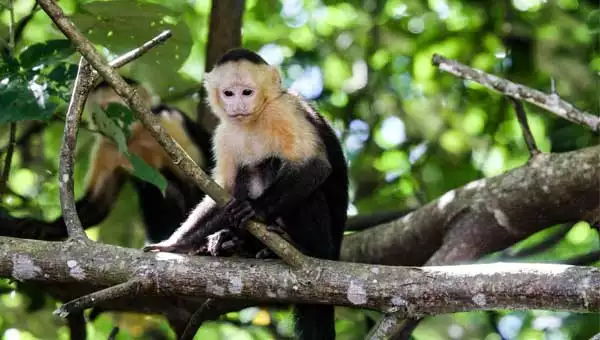 Small white-&-black monkey sits on a tree branch in the Panama jungle.