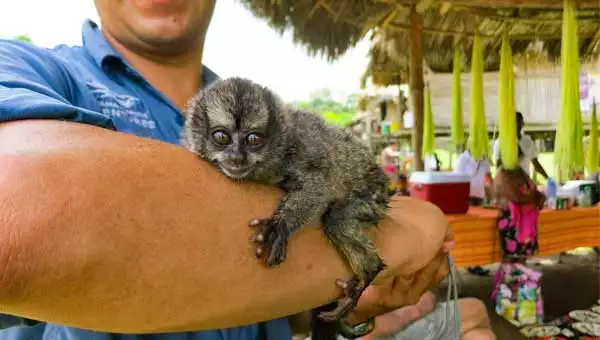 Small grey monkey with wild eyes sits on a man's forearm, seen during a Panama family vacation.