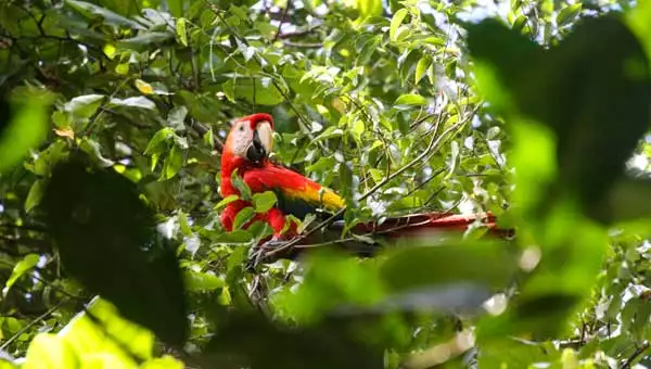 A scarlet macaw with red, gold & blue feathers sits in a bright green, leafy tree, looking down at the camera during a Panama vacation.