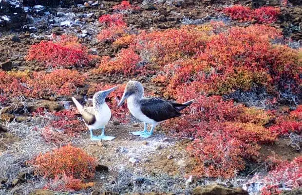 2 Blue Footed Boobies on a rocky coastal bluff with red and orange brush scattered about.