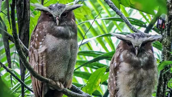 2 owls with wide horn-looking eyebrows & brown feathers with white spots sit on a tree branch on an Ecuador land tour for birders.