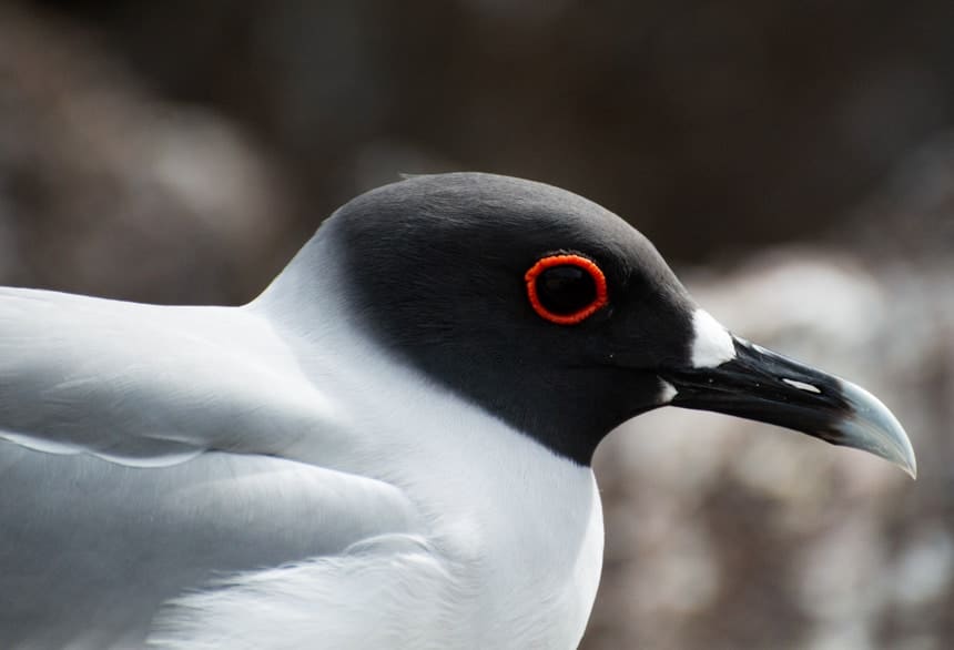Wildlife portrait of swallow tailed gull showing a bright red outline around the eye, seen on Genovesa Island aboard Camila Galapagos Cruise